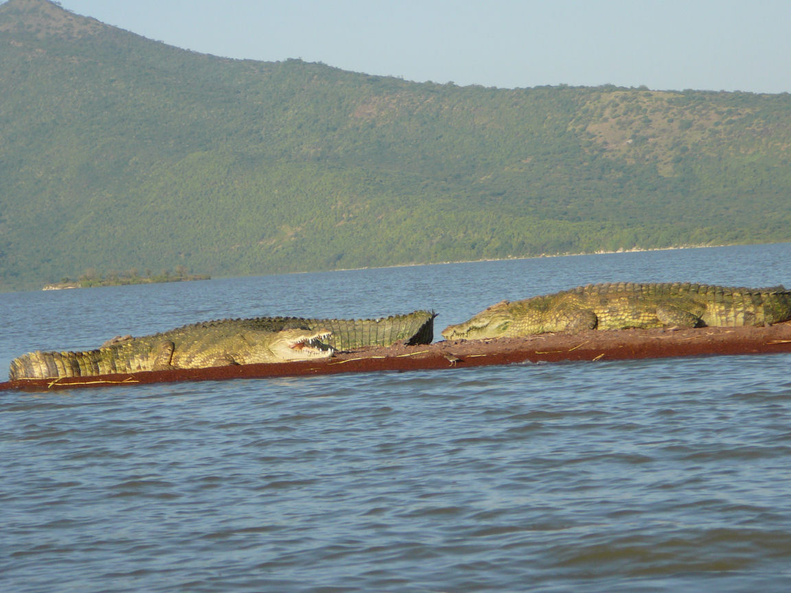 krokodyle na jeziorze Chamo