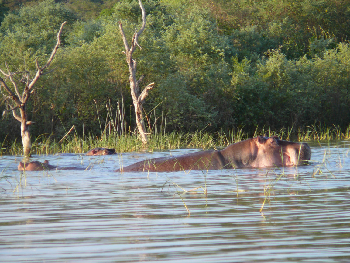tłusty hipopotam
