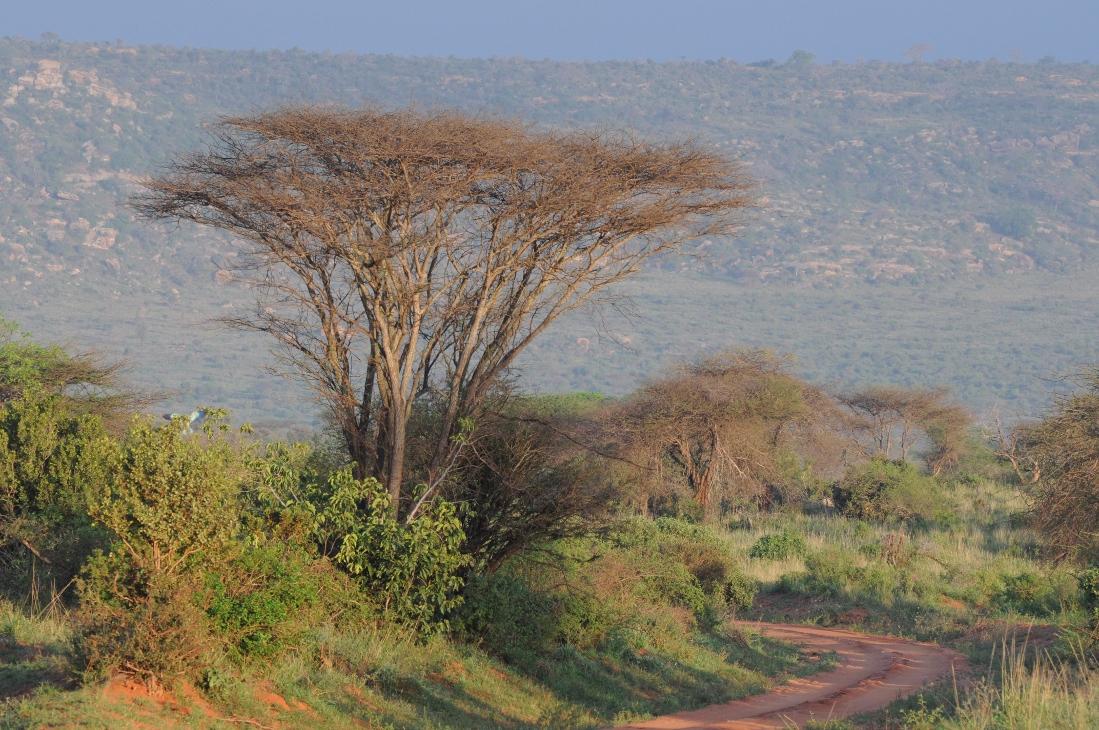 Krajobraz Tsavo West