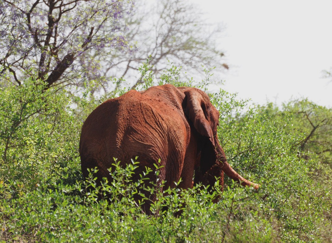 czerwony słoń kenijski