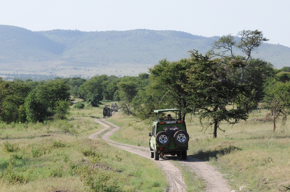 safari w Sarengeti