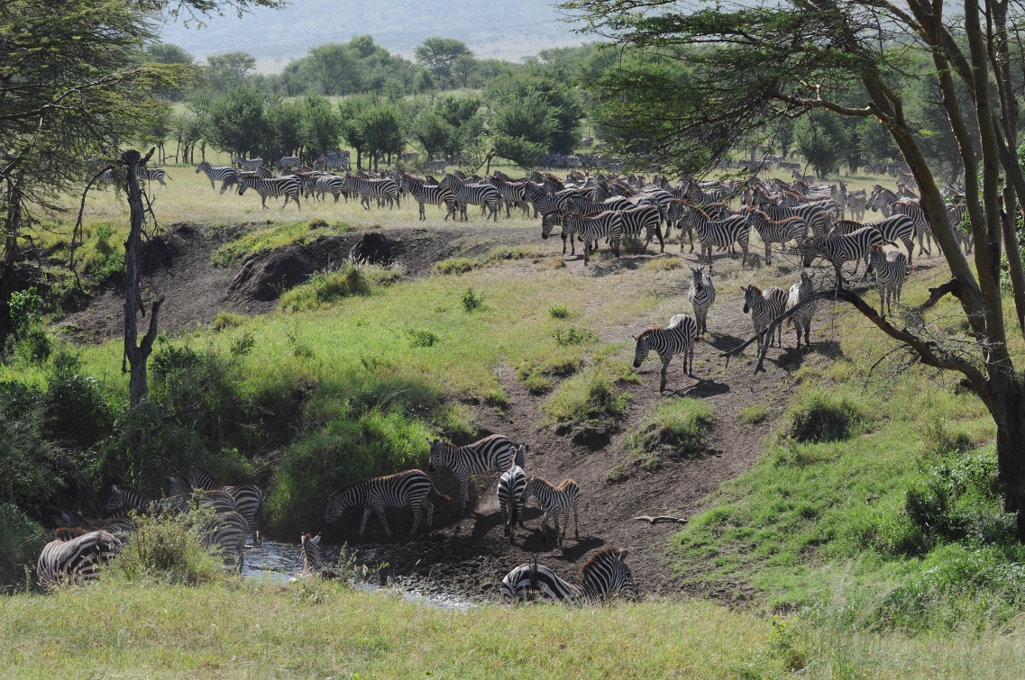Serengeti - przy wodopoju