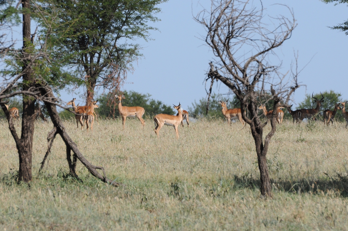 PN Serengeti- pasące się impale