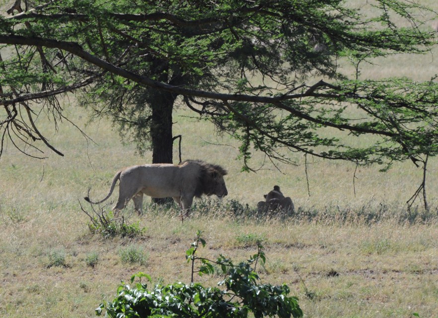Tanzania - para lwów