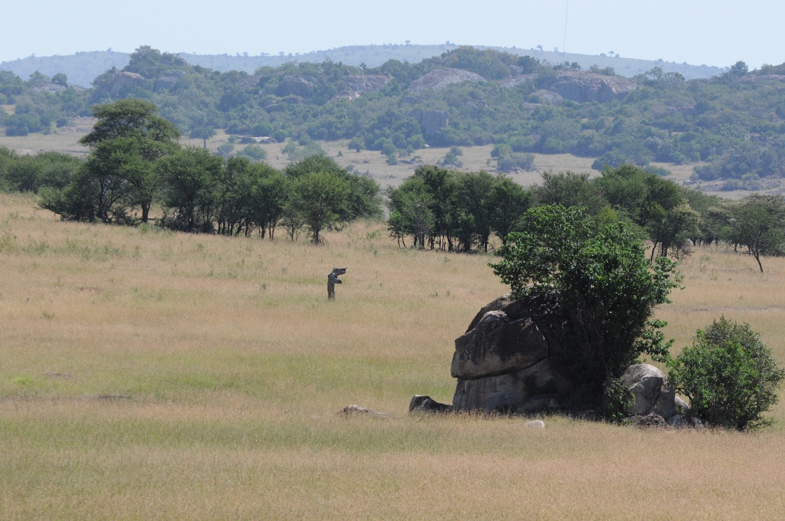 sawanna w Tanzanii