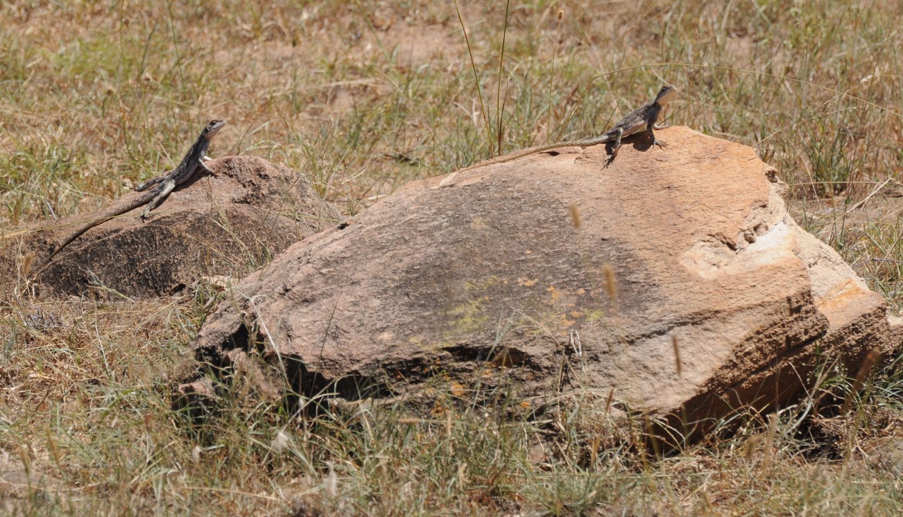 para  jaszczurek w Serengeti