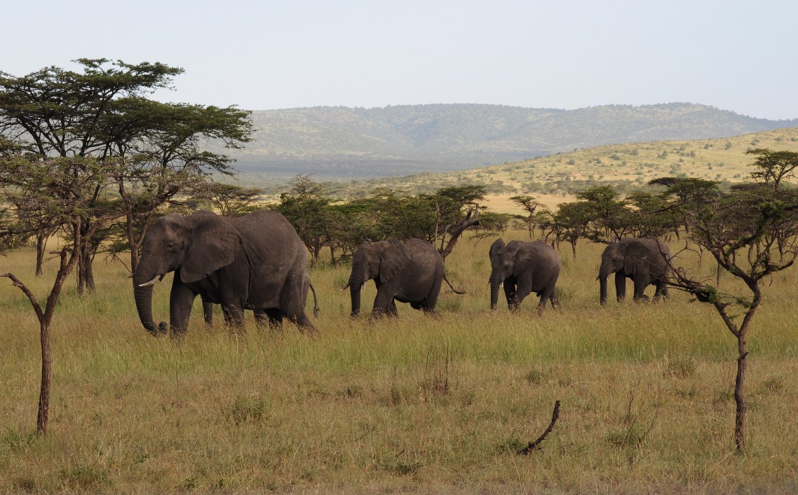 rodzina słoni w Serengeti
