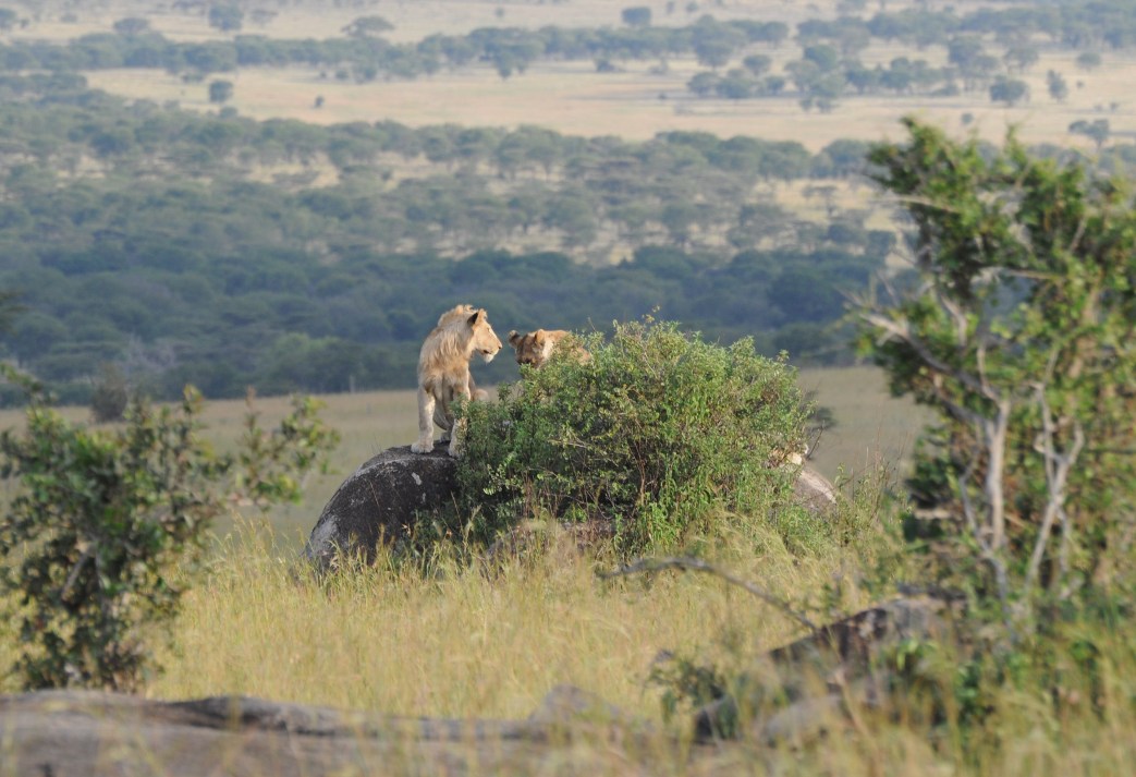 Tanzania - lwiątka