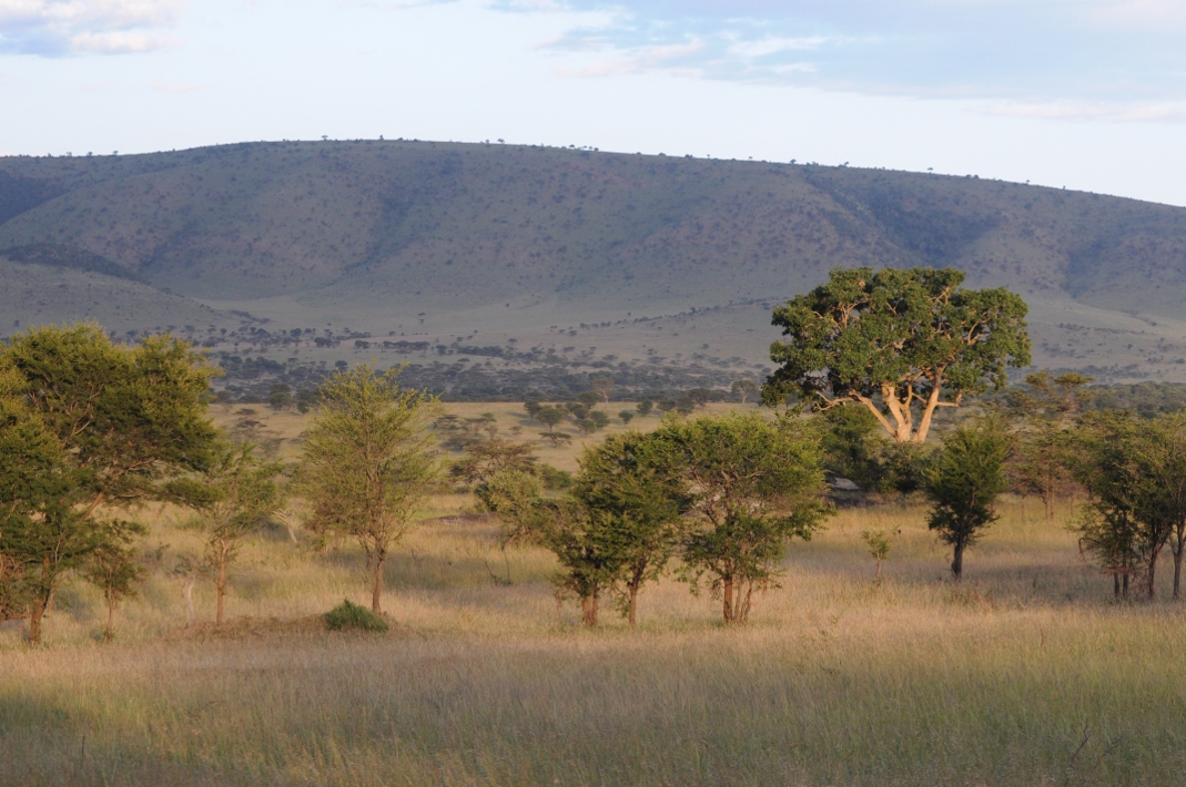 w Serengeti