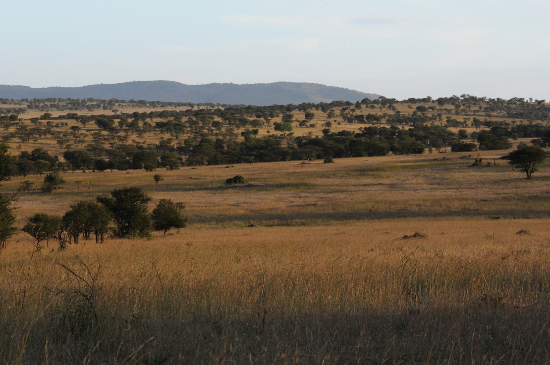sawanna w Serengetii