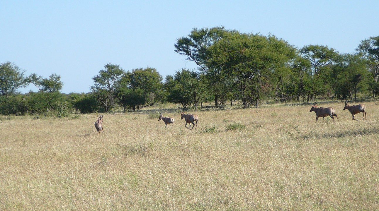 Serengeti - topi na sawannie