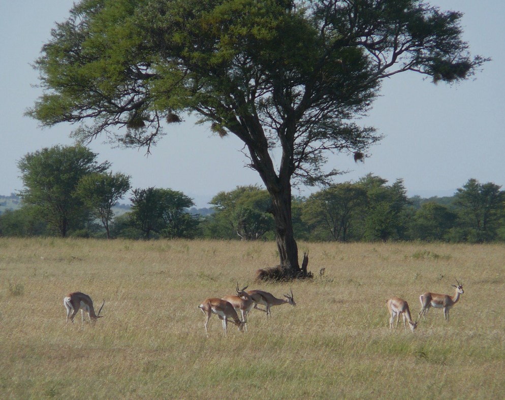 gazele Granta w Serengeti