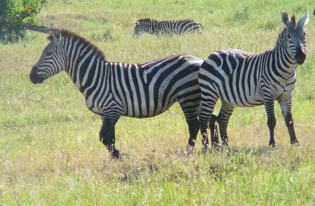fotografia dwóch zebr