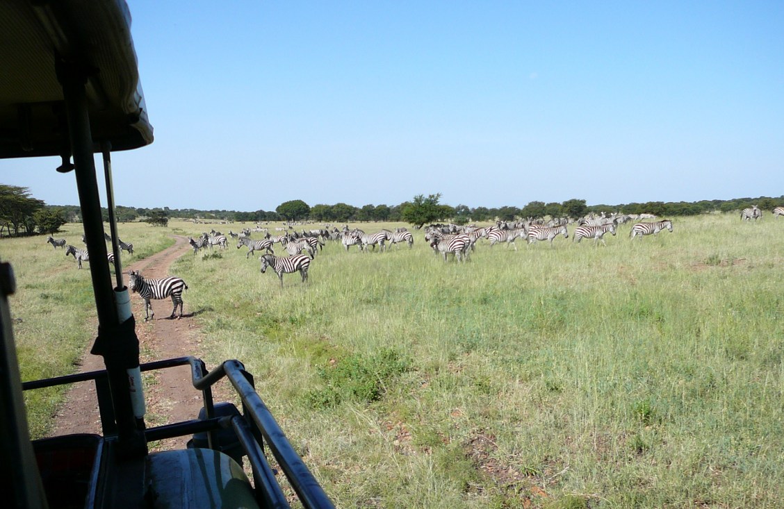 safari - stada zebr