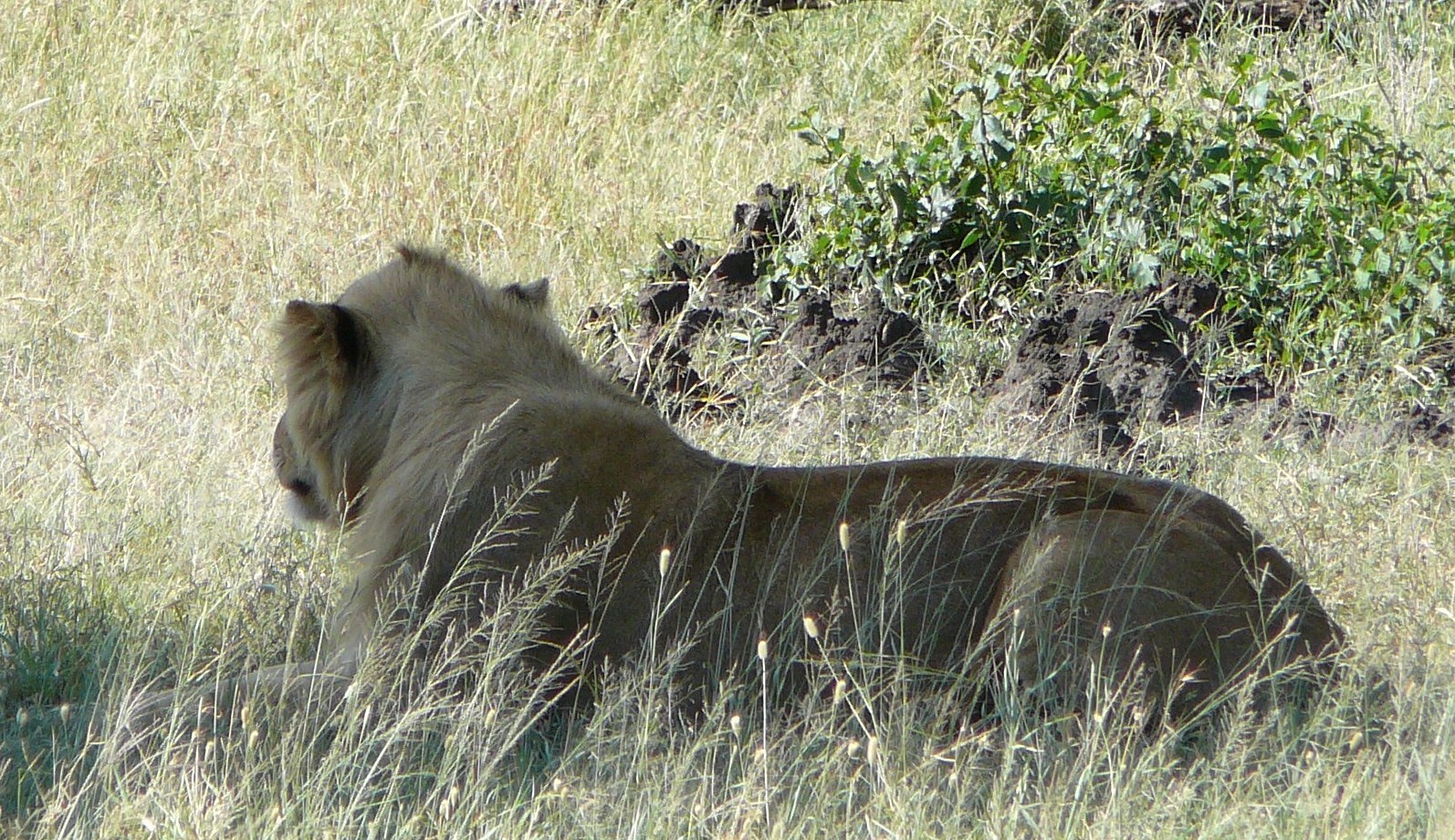 młody lew w parku narodowym