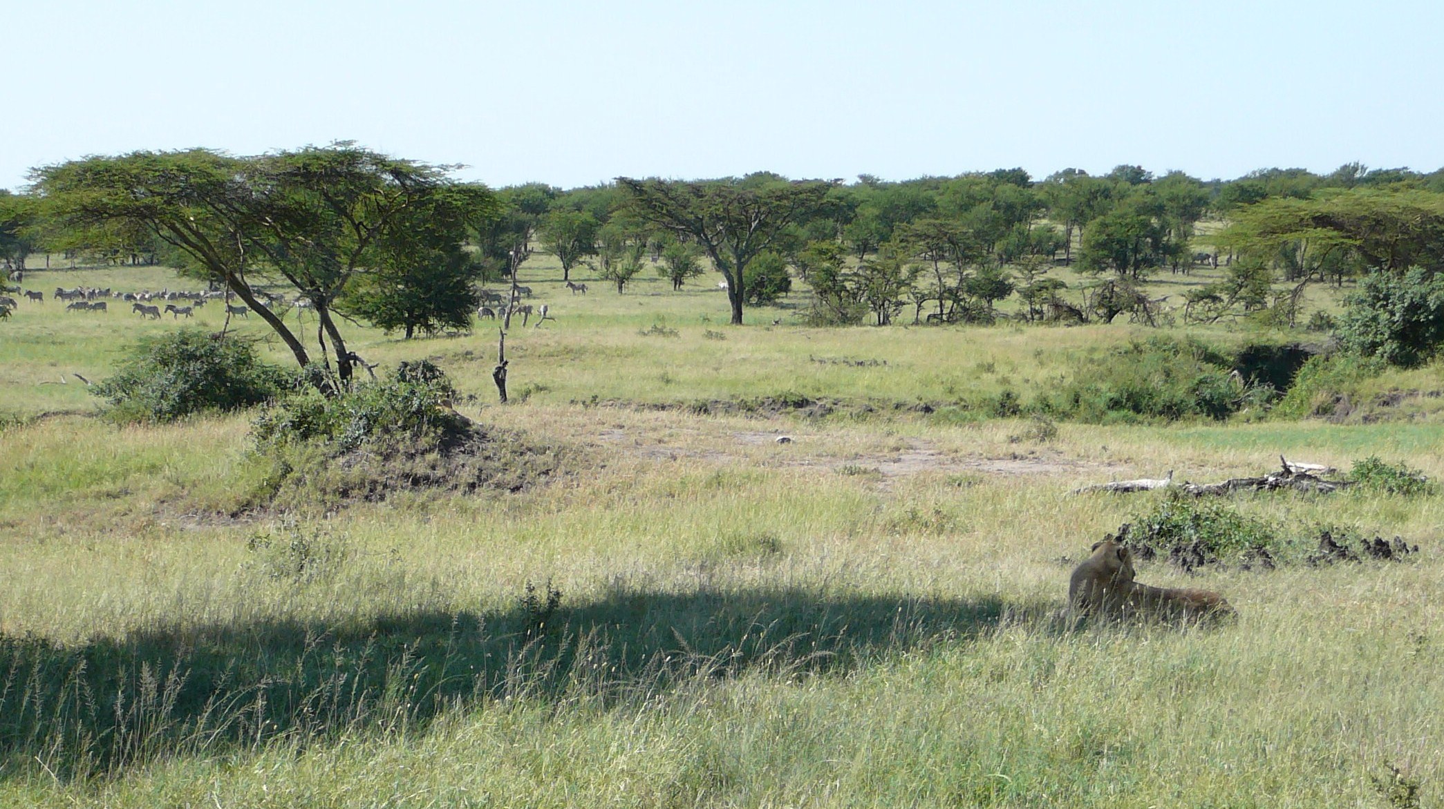Tanzania - lew na włościach