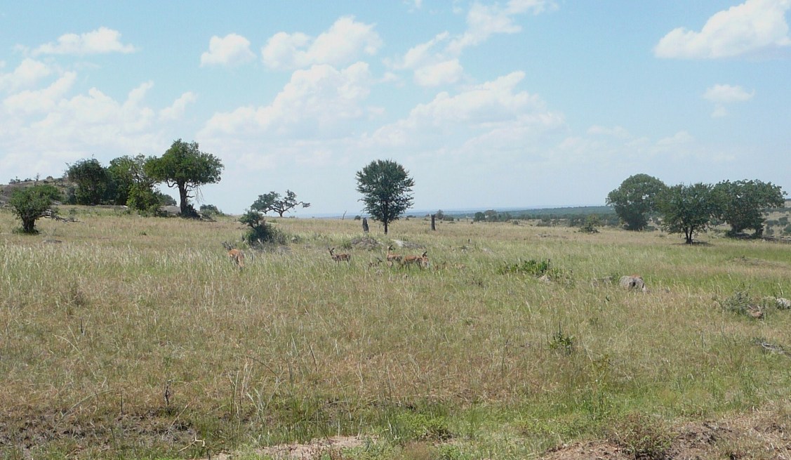 krajobraz Serengeti