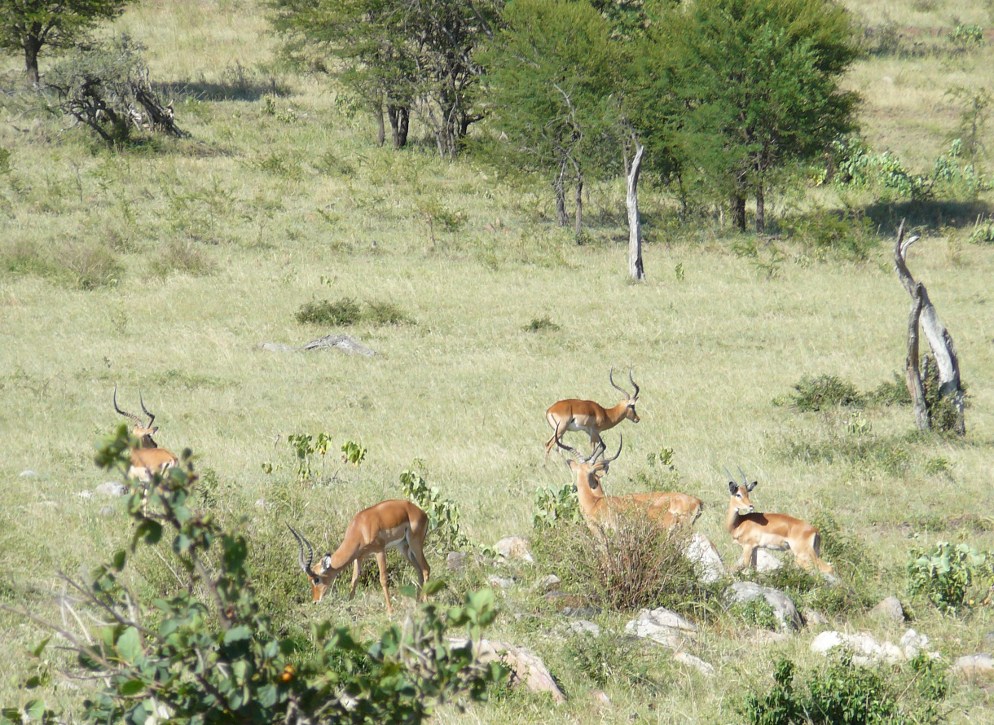 Serengeti - impale