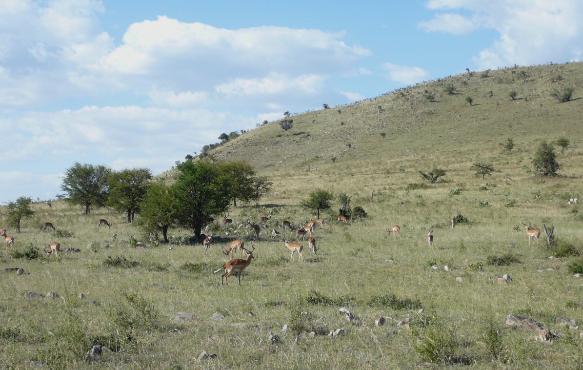 Sawanna w parku narodowym z impalami
