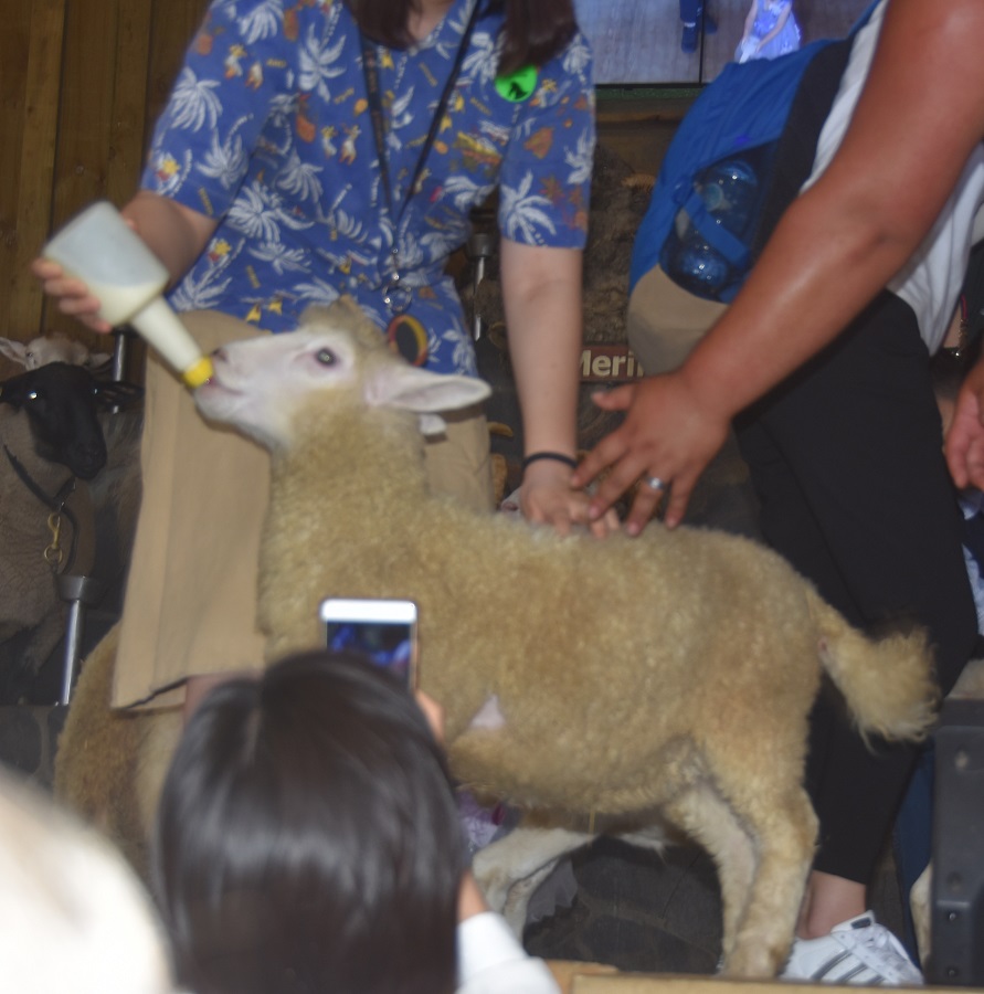 karmienie owieczki
