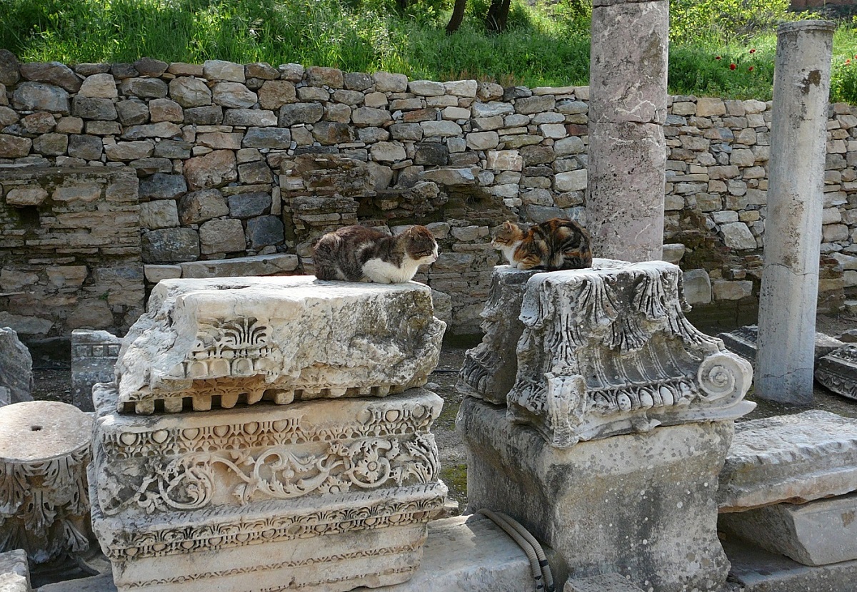 koty w Efezie