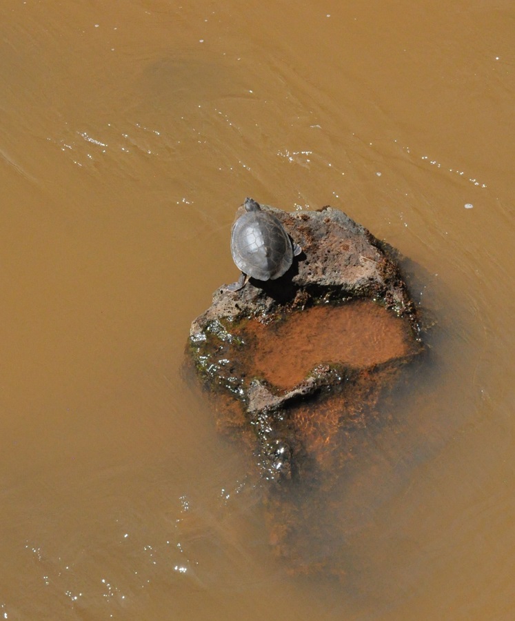 żółw