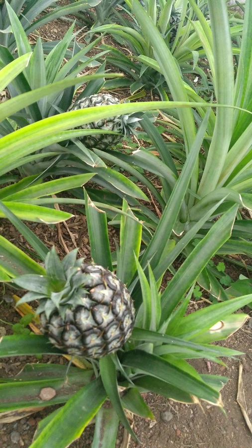 ananasy