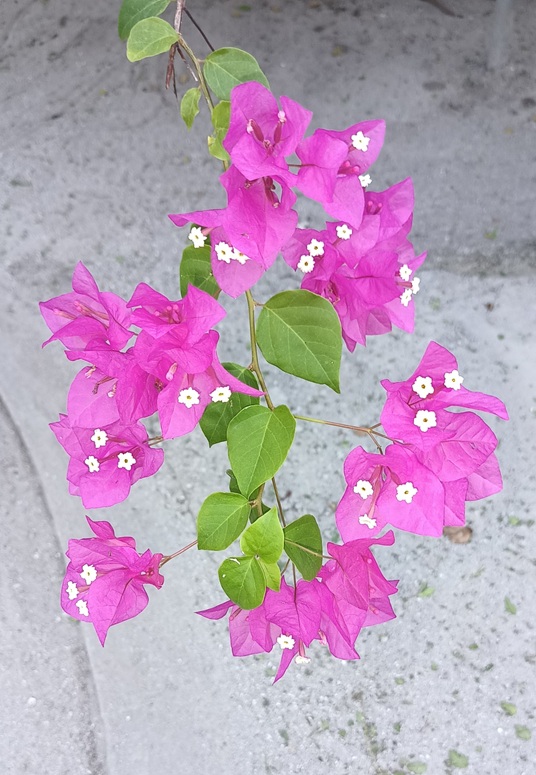 bugenwilia