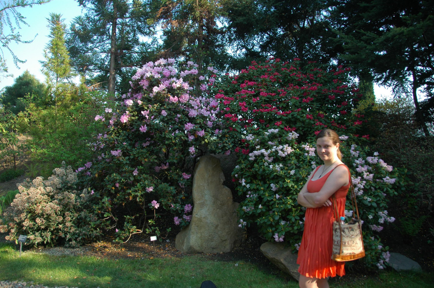 rododendrony