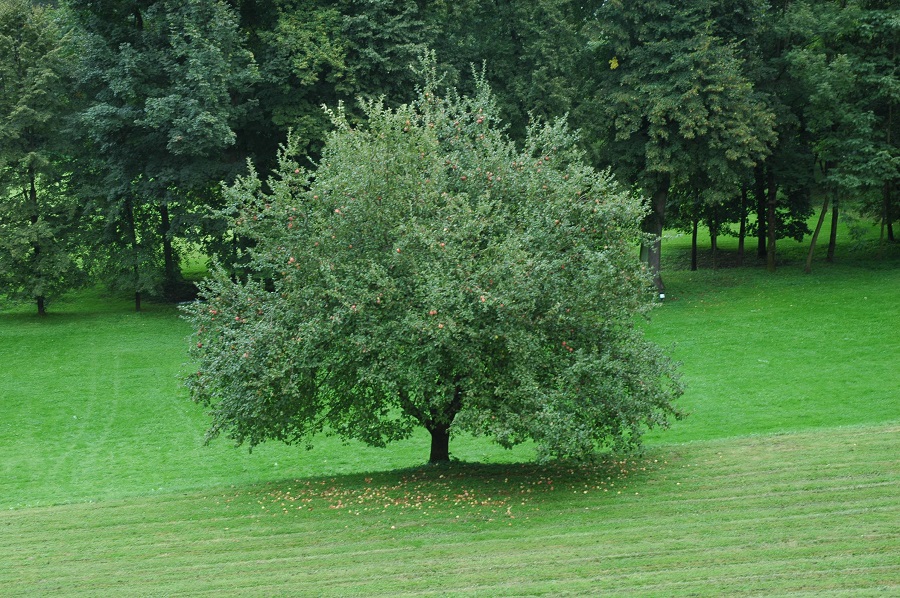 jabłoń