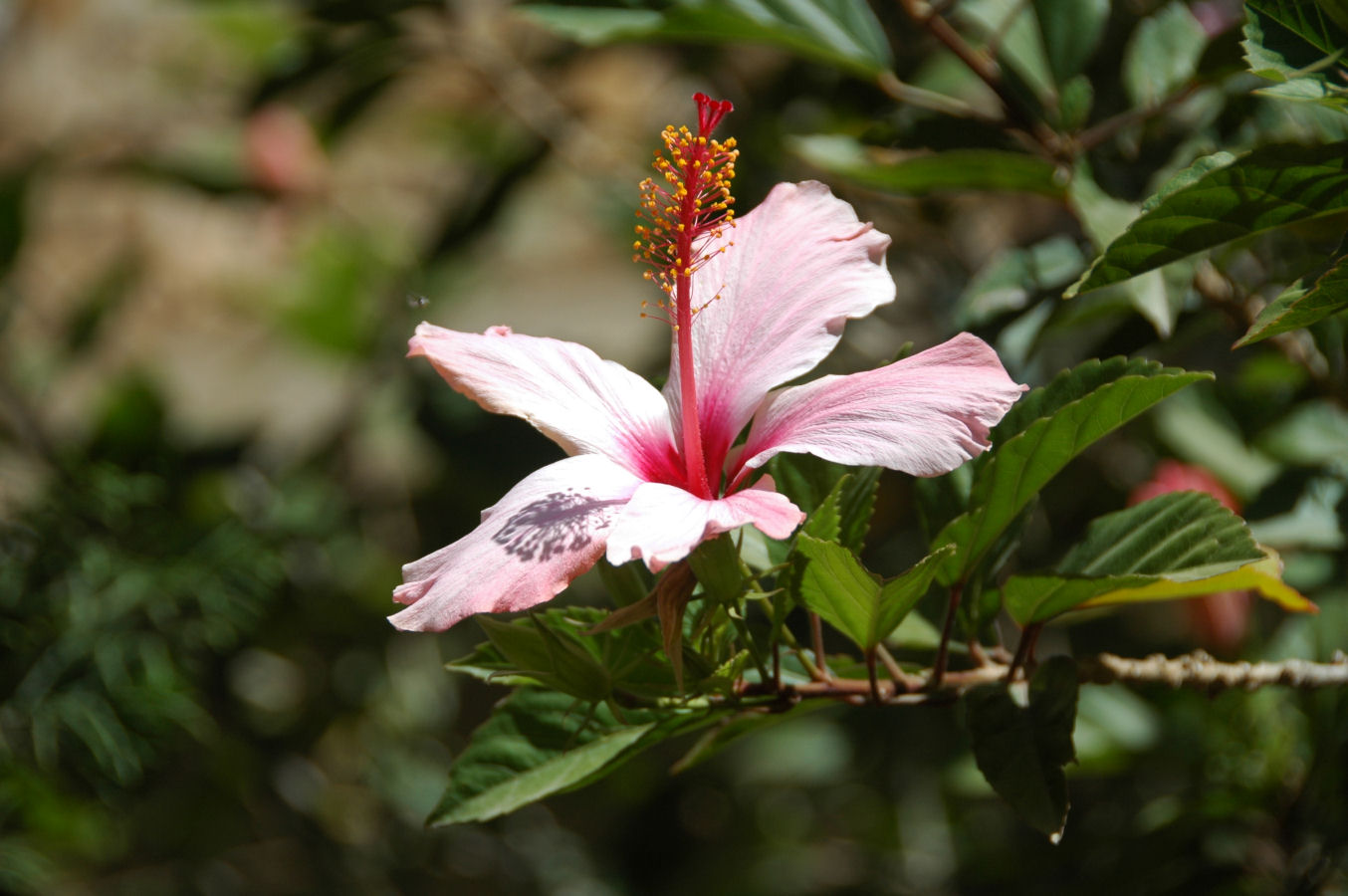 foto hibiskusa