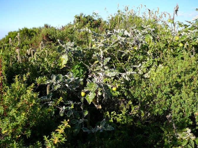 mydlany pomidor