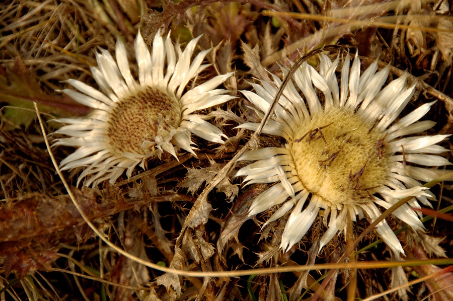 dziewięćsił