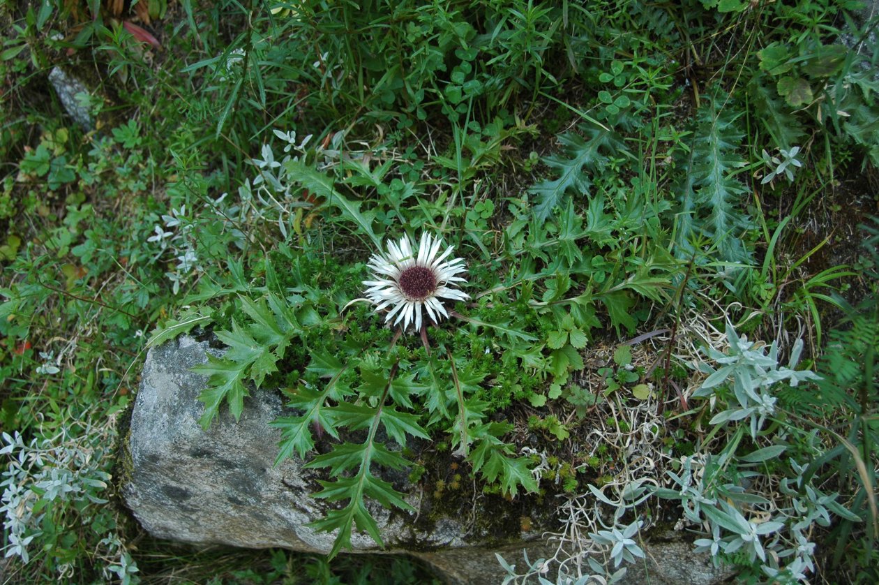 dziewięćsił