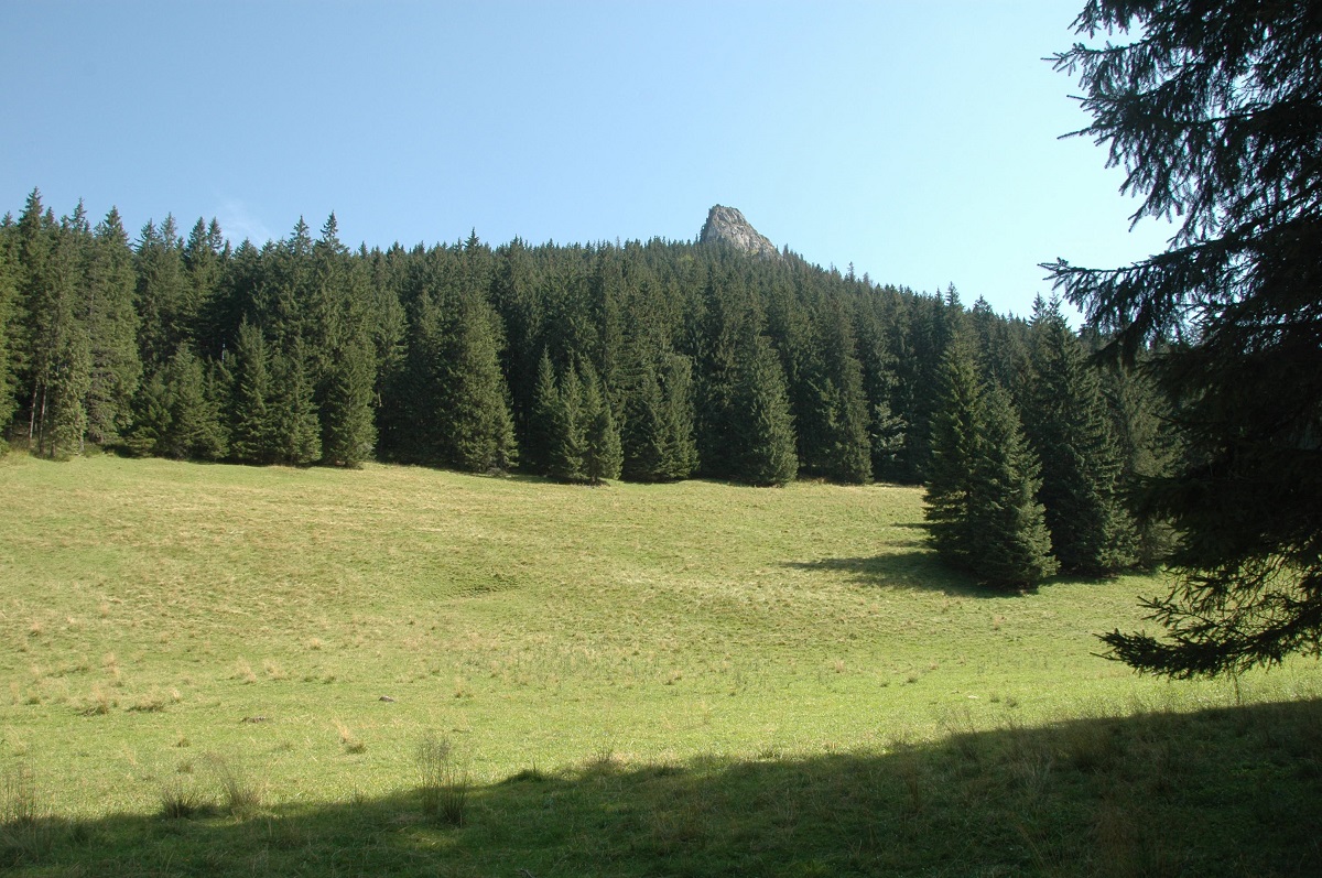 hala