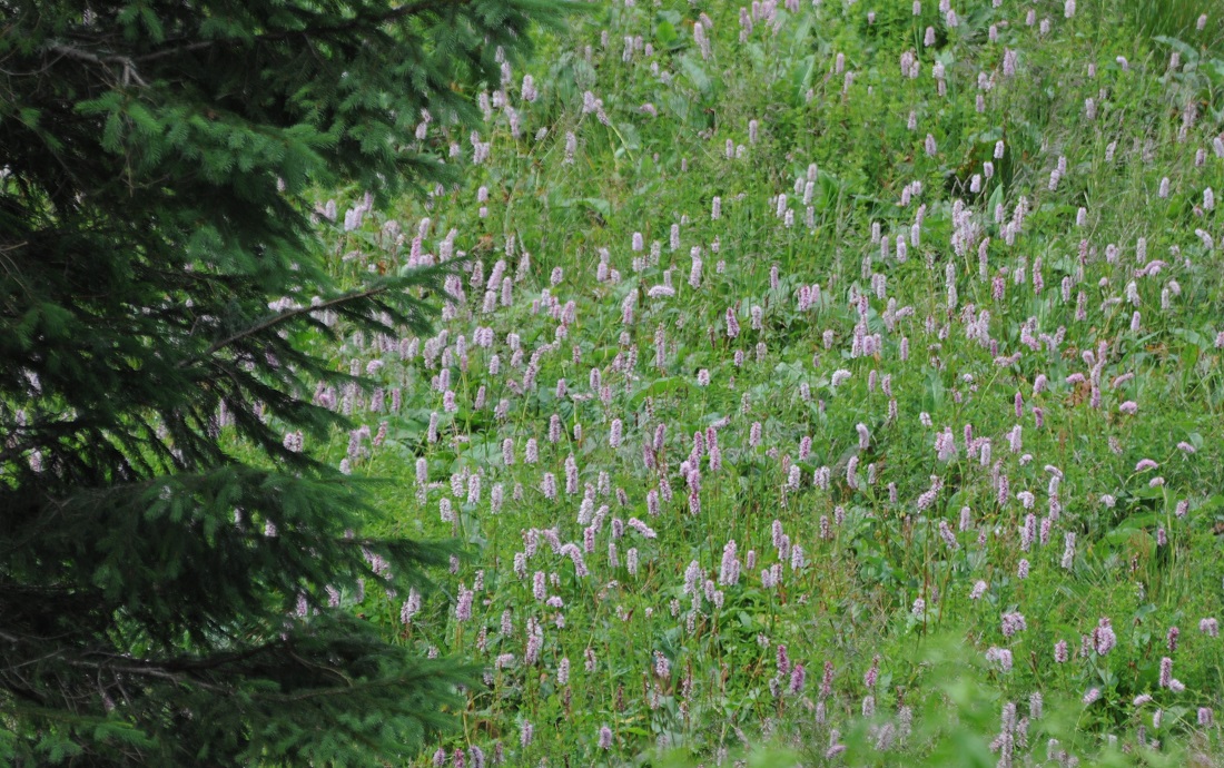 kwiaty liliowe