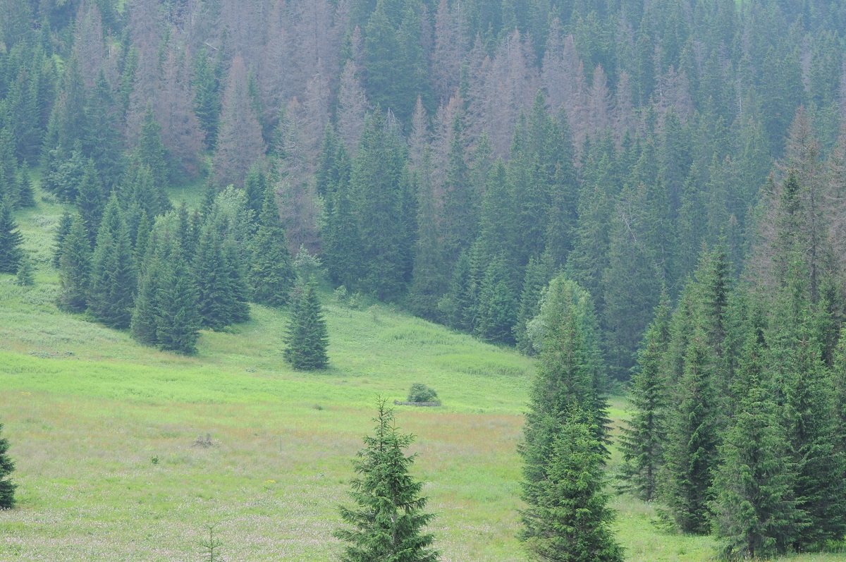 Polana Waksmundzka