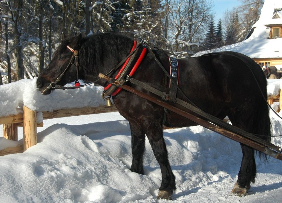 koń