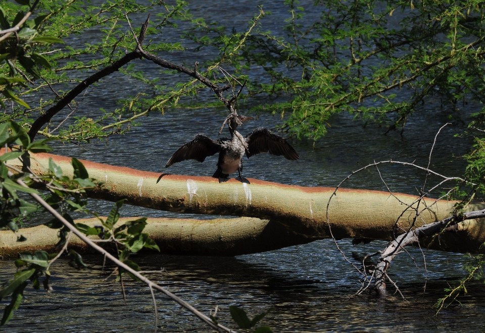kormoran
