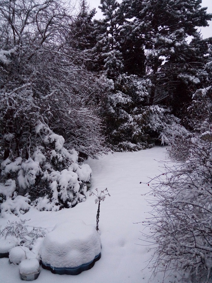 śnieżny ogródek