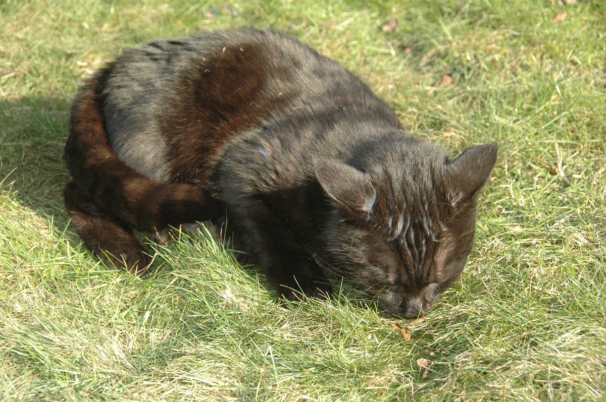 piękny kot
