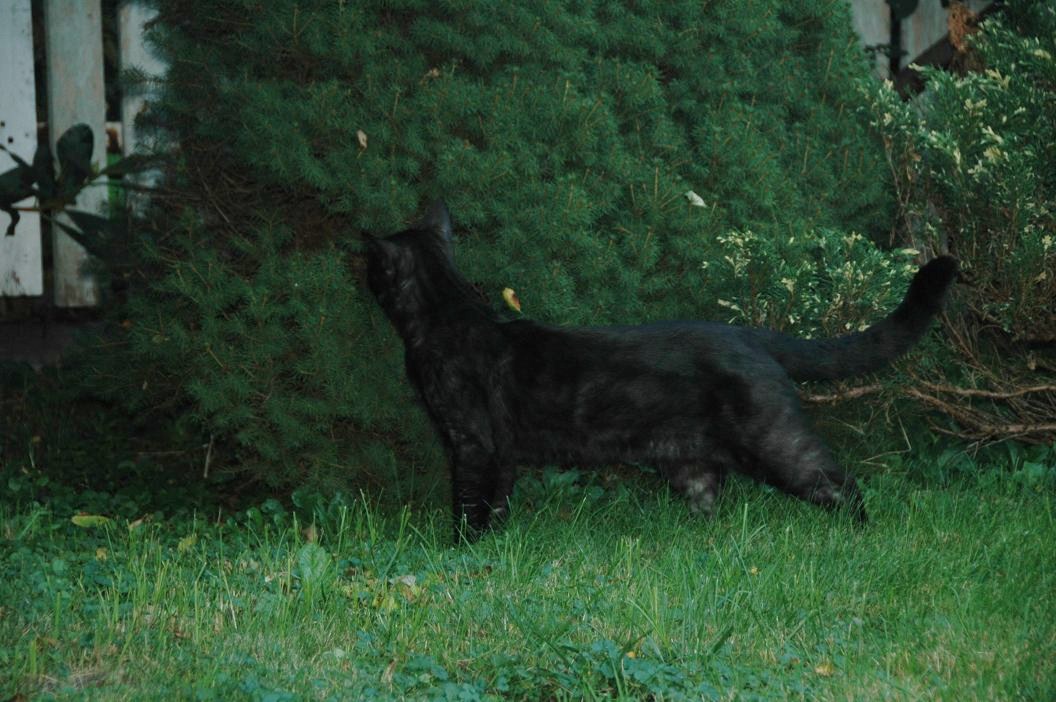 Bandżo