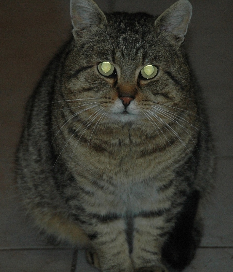 Buzuki w domu