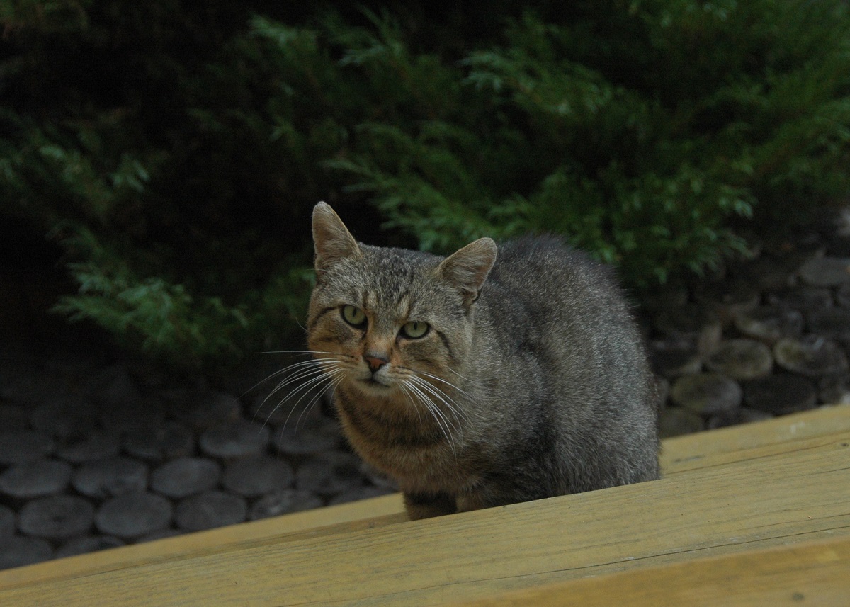 Buzuki