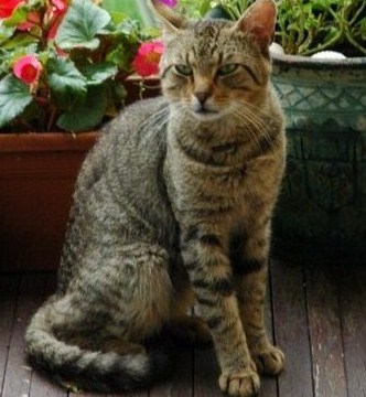 Buzuki