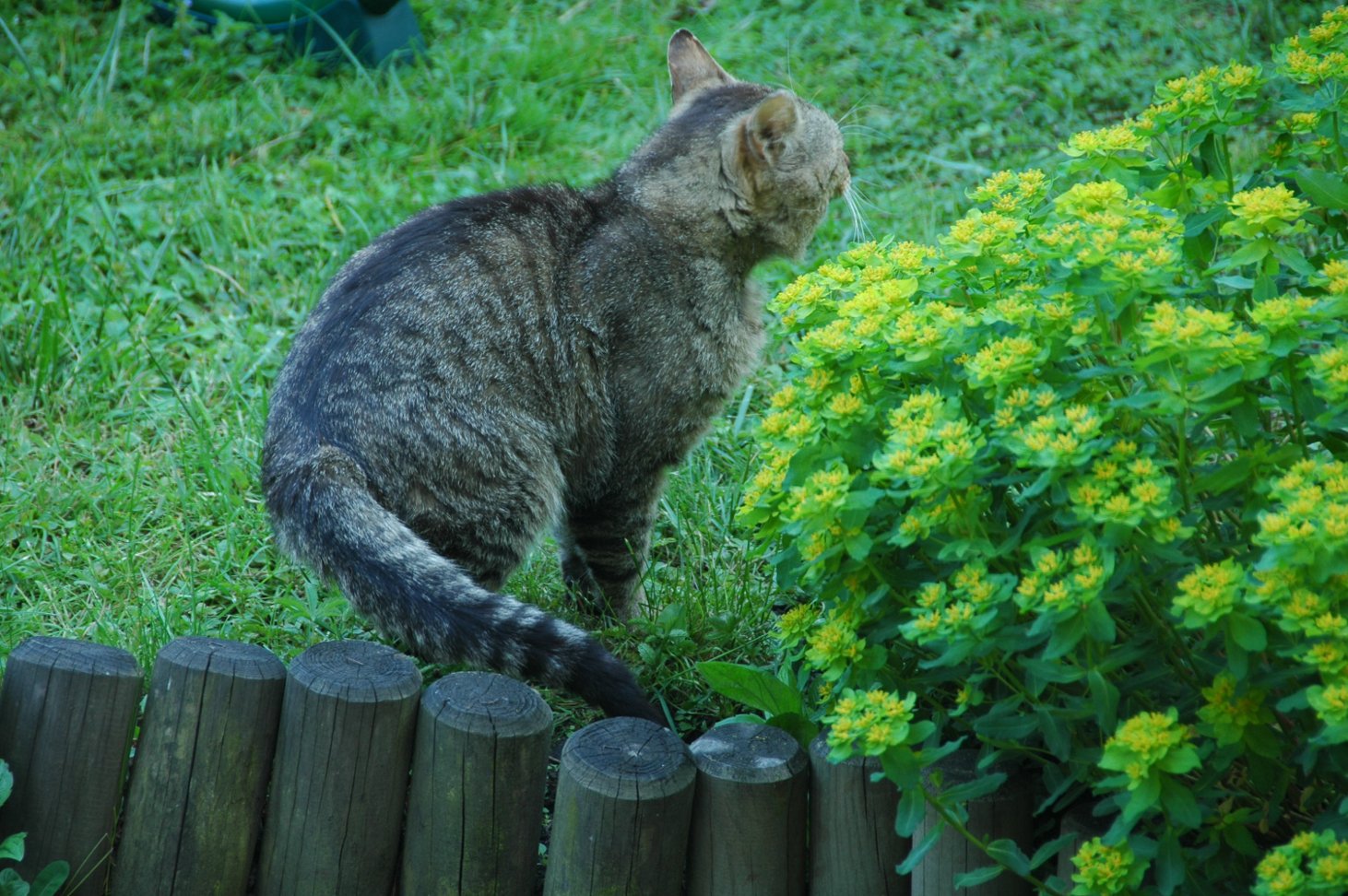 Buzuki