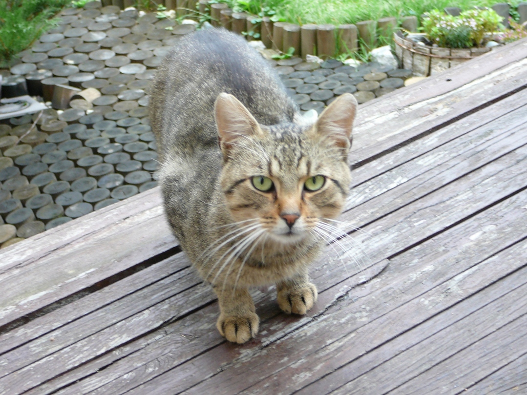 Buzuki wraca