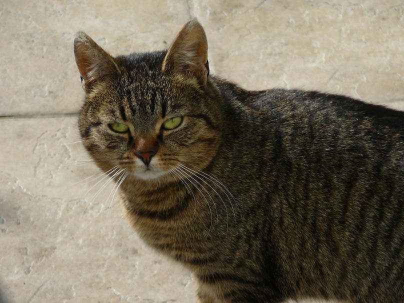 Zorba