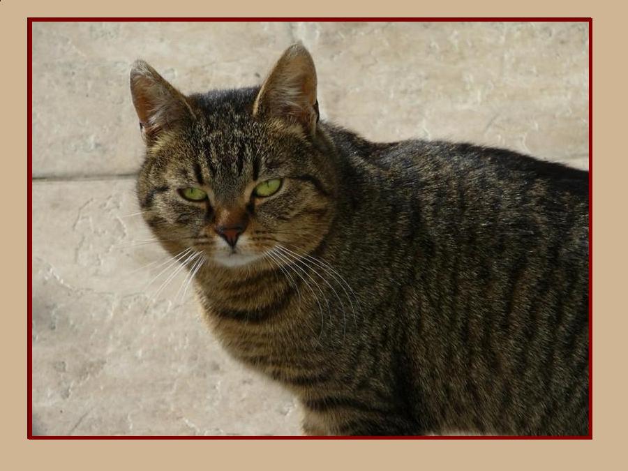 Zorba