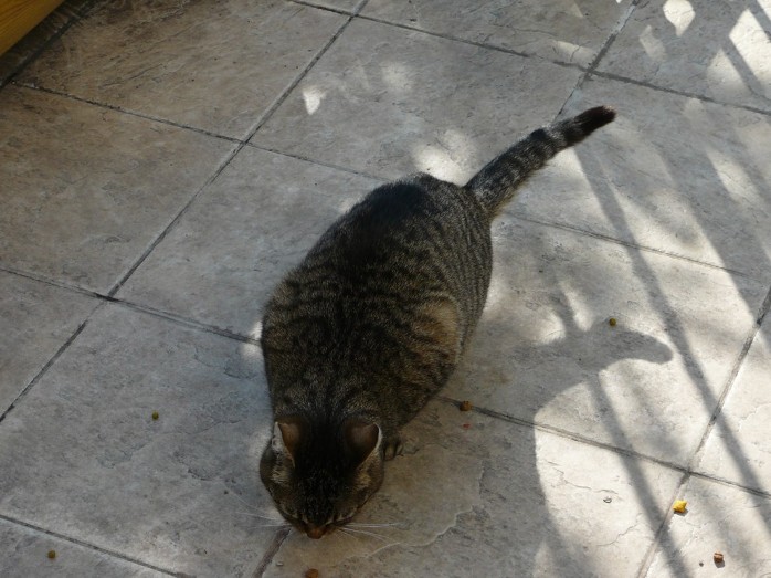 Zorba
